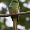 Coraciiformes